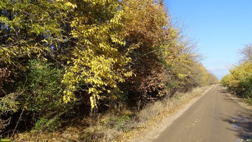 Зелёная зона в ст.Пластуновской (10)