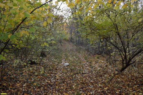 Гай-Кодзорский лес, северный склон