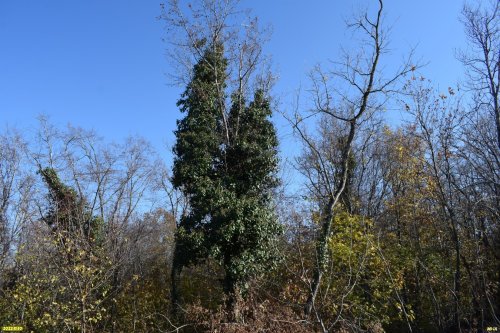 Гай-Кодзорский лес, южный склон