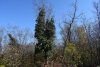 Гай-Кодзорский лес, южный склон