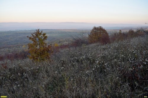 Гай-Кодзорский лес: луга на северном склоне
