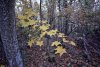 Гай-Кодзорский лес: хребет горы Высокая