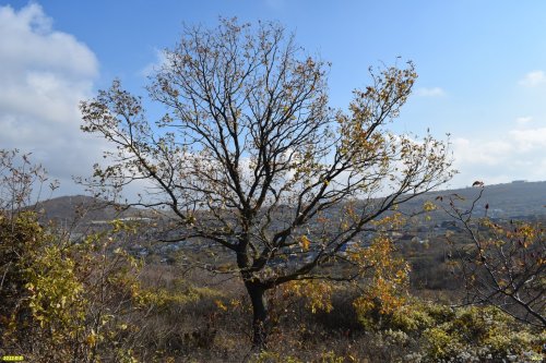 Бужоро-Кодзорский лес: южная часть, шибляк и нагорная степь