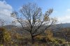 Бужоро-Кодзорский лес: южная часть, шибляк и нагорная степь