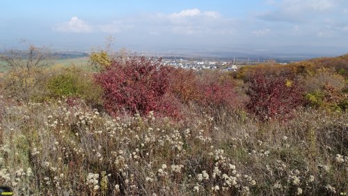 Бужоро-Кодзорский лес: северная часть, шибляк