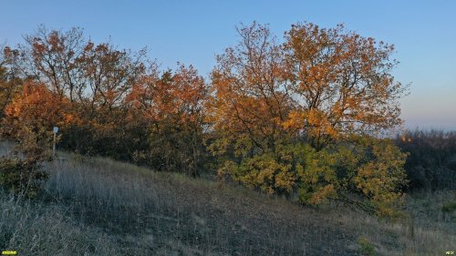 Южно-Гостагаевский лес: восточная балка