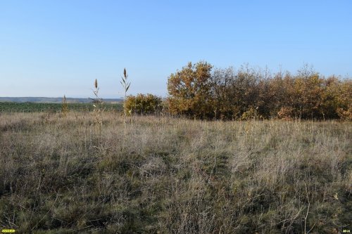 Южно-Гостагаевский лес: западная поляна