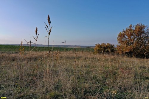 Южно-Гостагаевский лес: южная окраина