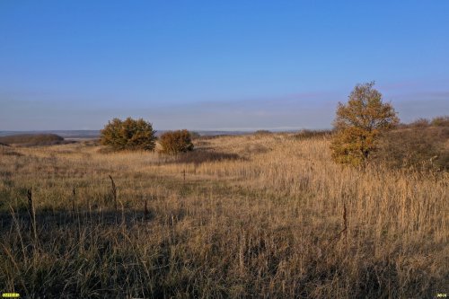 Южно-Гостагаевский лес: 2-я балка