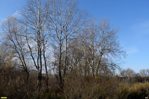 Зелёная зона в г.Краснодар (1)