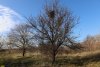 Зелёная зона в г.Краснодар (1)
