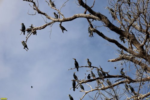 Чёрные бакланы на западном берегу Большого острова
