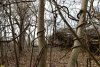 Древовидные лианы на западном берегу Большого острова