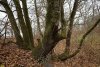 Мощные дубы в Бугайском лесу