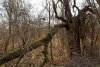 Старая посадка шелковицы в зелёной зоне в п.Новопетровский (4)