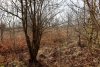 Зелёная зона в п.Новопетровский (4)