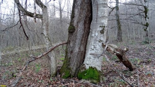 Перспективная ООПТ Гуамские дубы