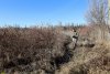 Заросли солодки в перспективной зелёной зоны Краснодар (2) 