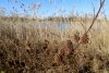 Солодка в перспективной зелёной зоны Краснодар (2) 