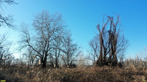 Перспективная ООПТ Северные Киргизские плавни