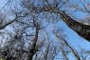 Перспективная ООПТ Лес в излучине Кубани