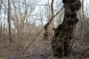 Перспективная ООПТ Приречный лес