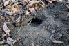 Предположительно лисья нора в перспективной ООПТ Приречный лес