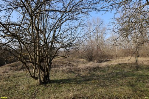 Перспективная ООПТ Пшехский лес