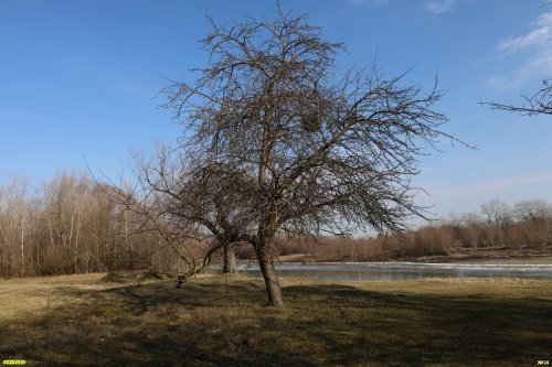 Перспективная ООПТ Пшехский лес