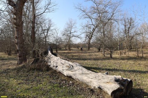 Перспективная ООПТ Пшехский лес