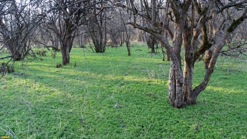 Перспективная ООПТ Подгорный лес