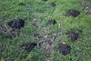 Кротовины в Подгорном лесу