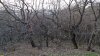 Перспективная ООПТ Подгорная балка