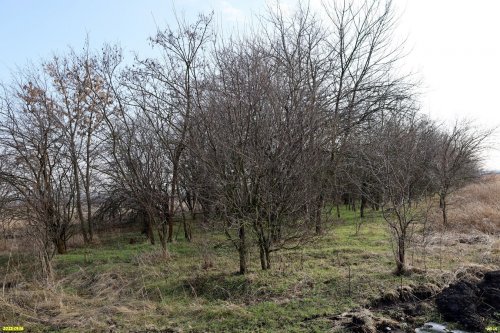 Перспективная зелёная зона в посёлке Степной (8)