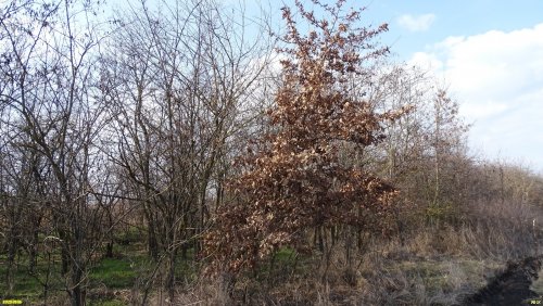 Перспективная зелёная зона в посёлке Степной (7)