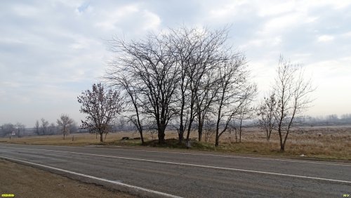Перспективная зелёная зона в посёлке МТФ (2)
