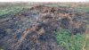 Всё, что осталось от бывшего Окололебединского леса