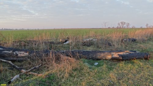 Всё, что осталось от бывшего Окололебединского леса