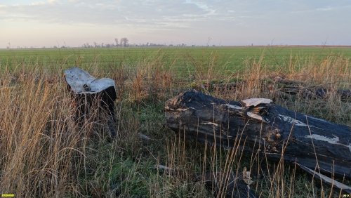 Всё, что осталось от бывшего Окололебединского леса