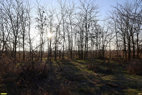 Перспективная ООПТ Новониколаевский лесопарк
