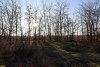 Перспективная ООПТ Новониколаевский лесопарк