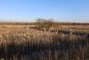 Перспективная ООПТ Новониколаевский лесопарк