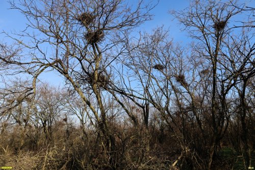 Вороны прочно обосновались в перспективной ООПТ Новониколаевский лесопарк