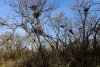 Вороны прочно обосновались в перспективной ООПТ Новониколаевский лесопарк