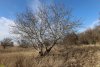 Перспективная зелёная зона в станице Новониколаевской (3) 