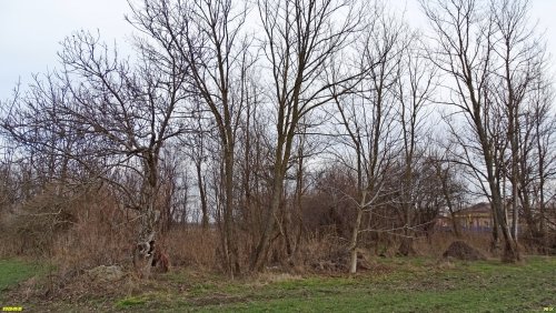 Перспективная зелёная зона в хуторе Ленинский (1)