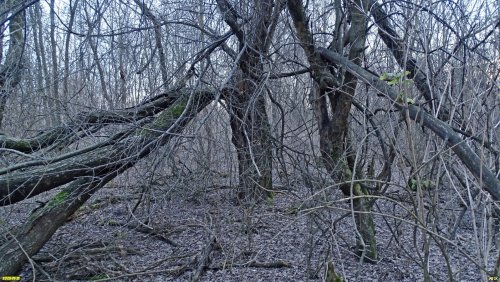 Перспективная зелёная зона в хуторе Ленинский (7)
