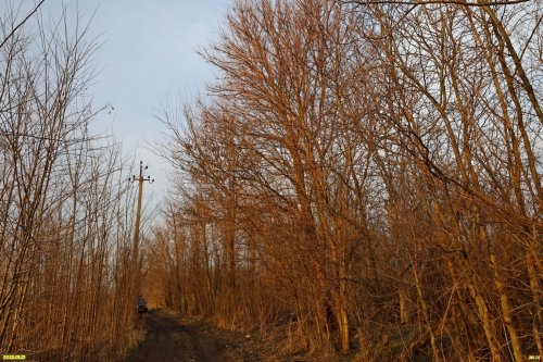 Перспективная зелёная зона в хуторе Ленинский (8)