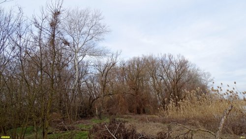 Перспективная зелёная зона в станице Медвёдовской (25) 
