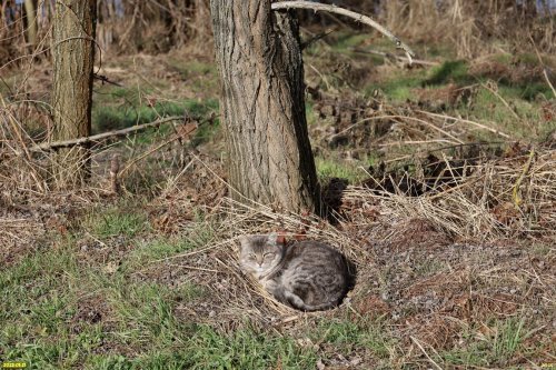 Полудомашний кот в перспективной зелёной зоне в станице Медвёдовской (26) 